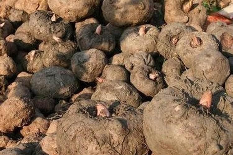 分蘖肥什么时候施？