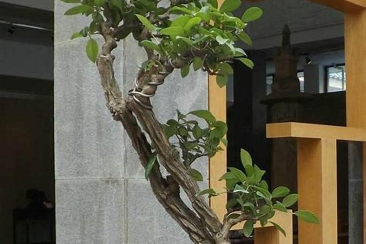 大棚种植芹菜的时候,水肥该怎么管理呢？