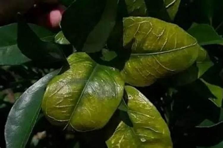 大葱种植一定要施钾肥,用什么钾肥比较好呢？
