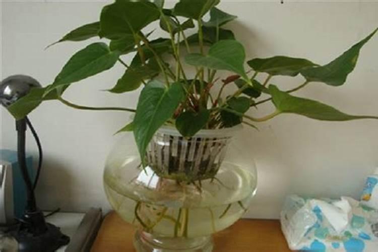 粉掌水培要用什么肥料