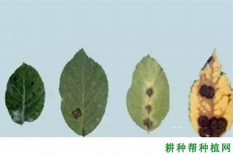 五味子黑斑病管理防治技术