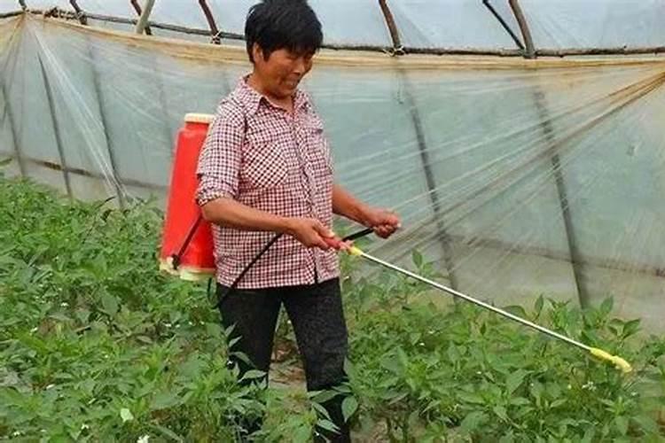 花里倒进白酒怎么办