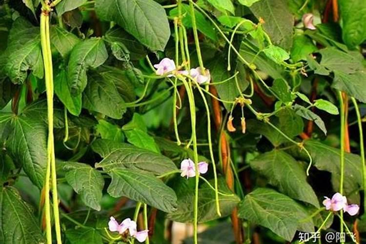 豆角开花结荚期施什么肥水好