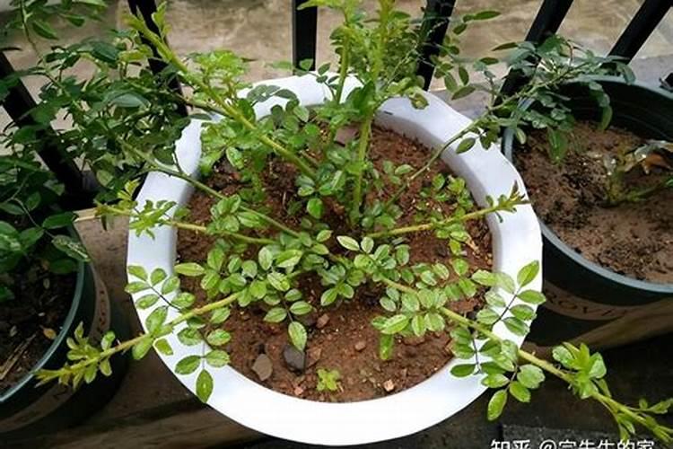 如何正确使用草木灰