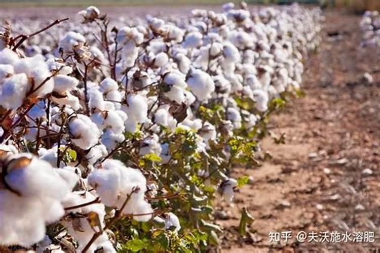 棉花后期需要什么肥料