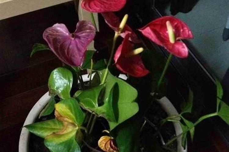 水培红掌怎样才能开花