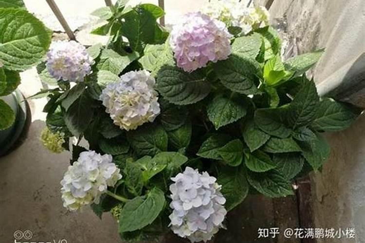 绣球花肥可以用于月季花吗？