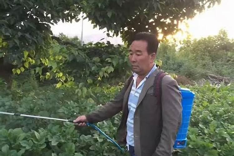 叶面肥和农药可以混在一起使用吗 常用叶面肥与农药混用先后顺序