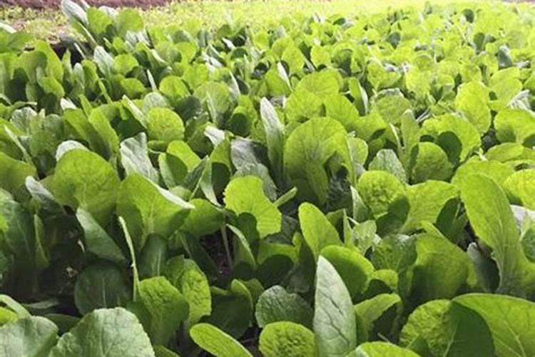 种白菜用什么肥料最好