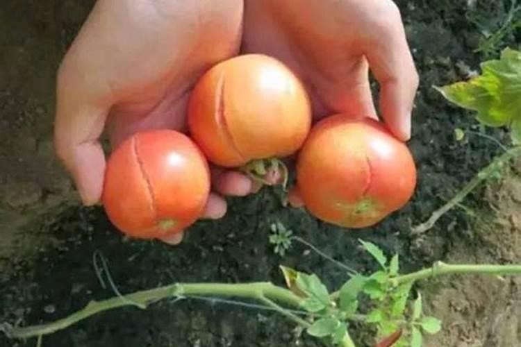 夏季番茄如何保花保果 番茄应该怎么种植