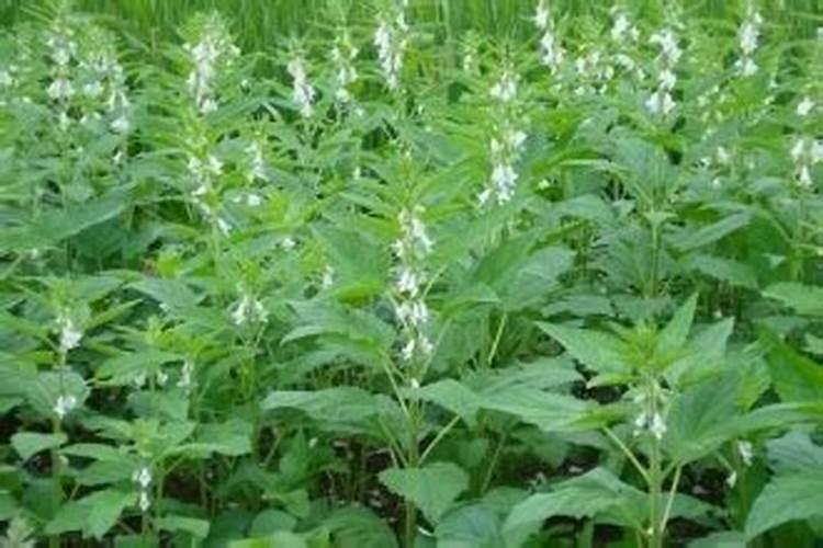 芝麻后期怎样管理才高产