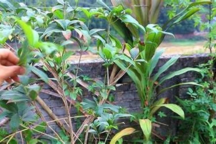 桂花树在哪里买