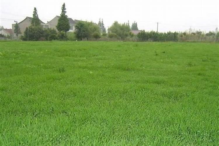 请问一下施加复合肥要用土盖住吗？还是是不是施了复合肥后尽量不要浇水...
