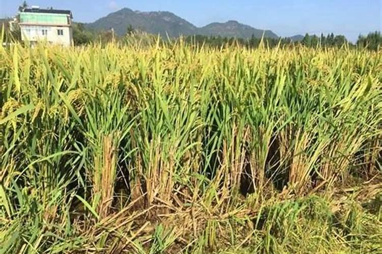 再生稻种植技术和方法