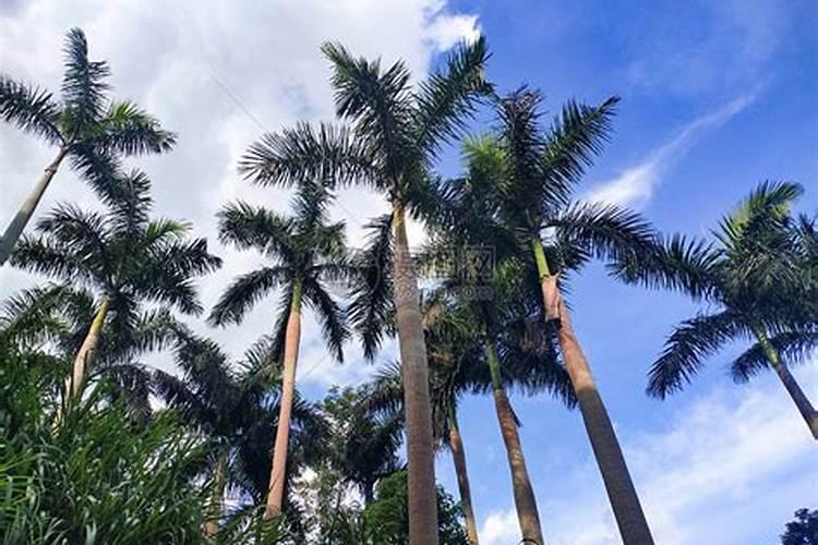 槟榔施什么钾肥才能达到高产