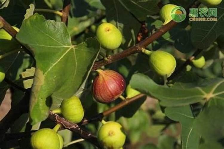 湖南益阳可以大面积种植无花果吗？