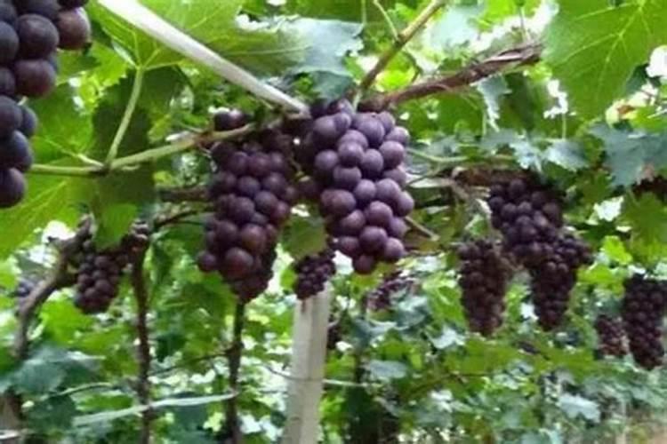 巨峰葡萄成熟期追什么肥料最好