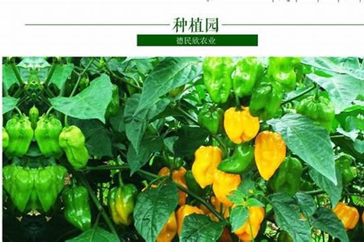 辣椒喷什么叶面肥结果多 多久喷一次