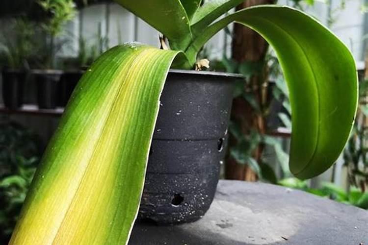 花芽分化用什么叶面肥