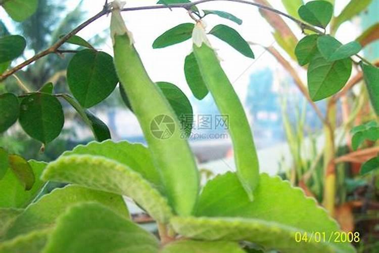 豆角卷叶用农家肥管用吗？有什么依据？