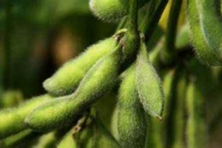 观叶植物如何施肥？