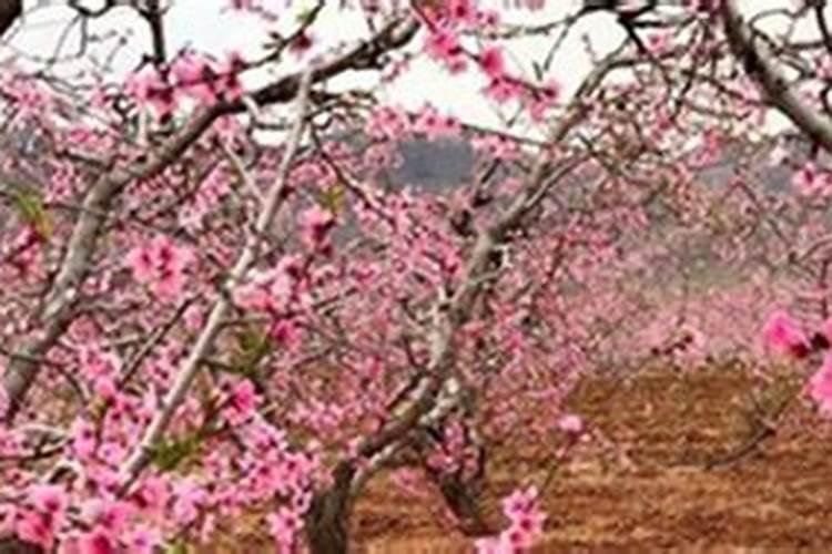 桃花什么时候施肥,桃花盆栽施肥方法