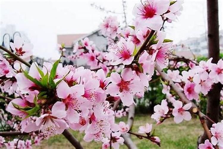 桃花什么时候施肥