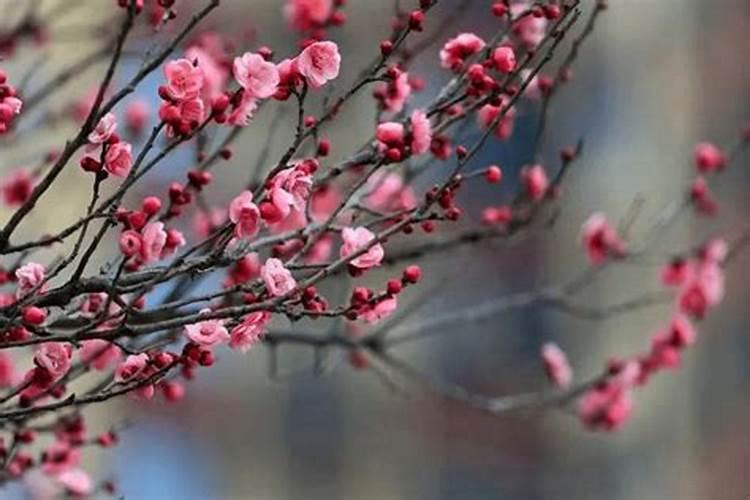 桃花怎么施肥,桃花四季施肥要点