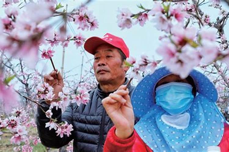 桃花盆栽施肥方法 桃花什么时候施肥