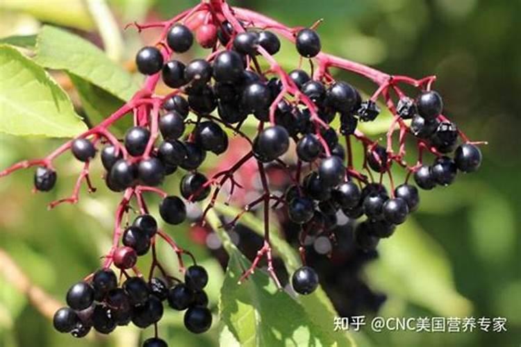 蓝莓用什么肥料最合适 怎样给蓝莓施肥
