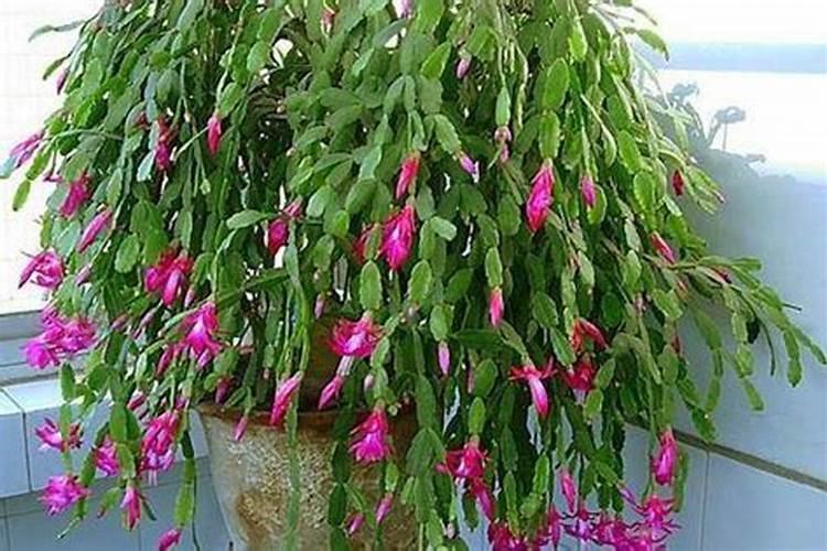 蟹爪兰花落后用什么肥