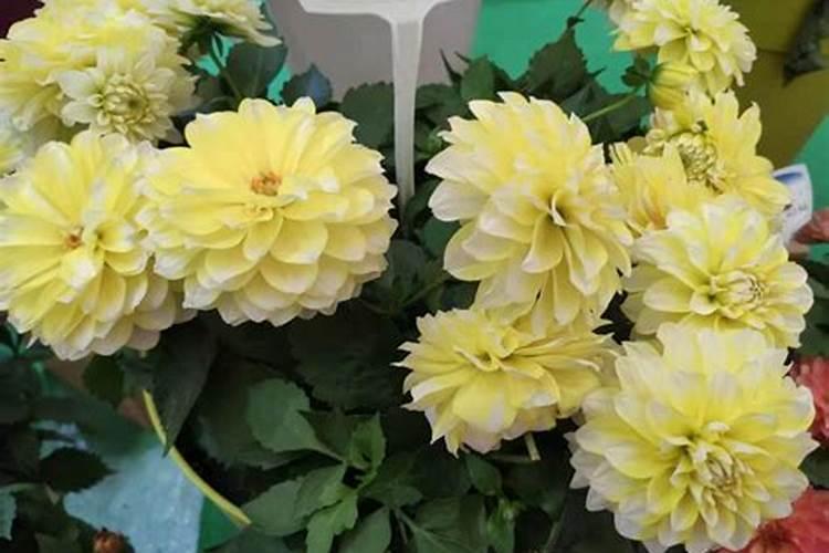 长春花浇什么肥料合适