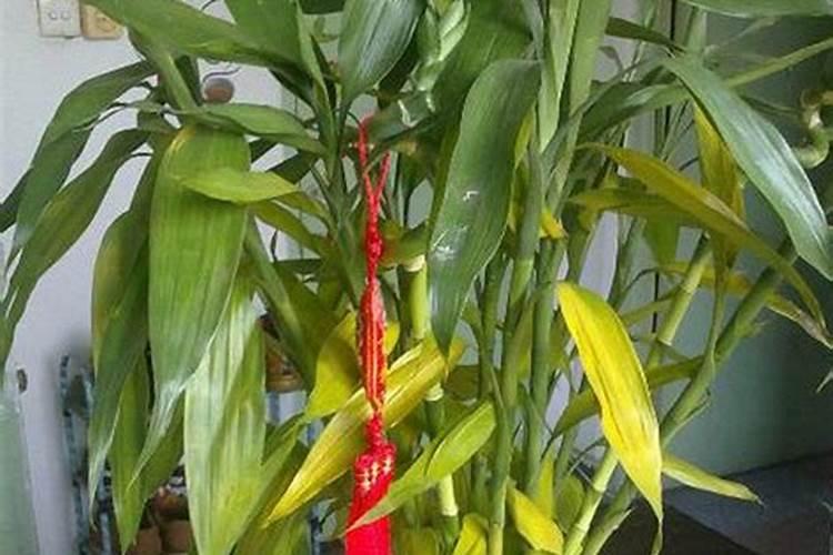 富贵竹要加什么肥料