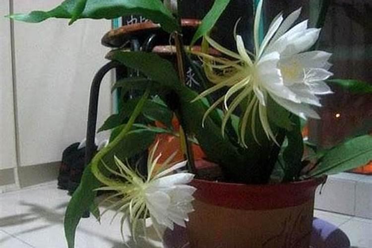 昙花小苗怎么养殖,快开花的时候能浇水吗