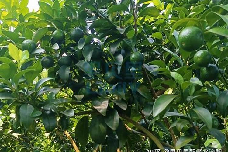 氮肥适合浇什么花