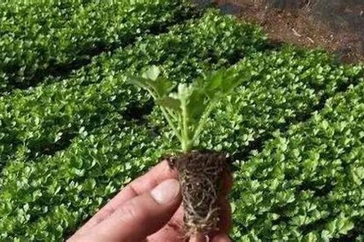 芹菜什么时候施肥 芹菜的施肥时间及方法