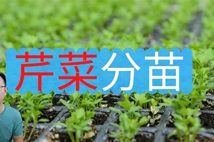 种芹菜怎么用肥才长得快 种芹菜如何用肥才长得快