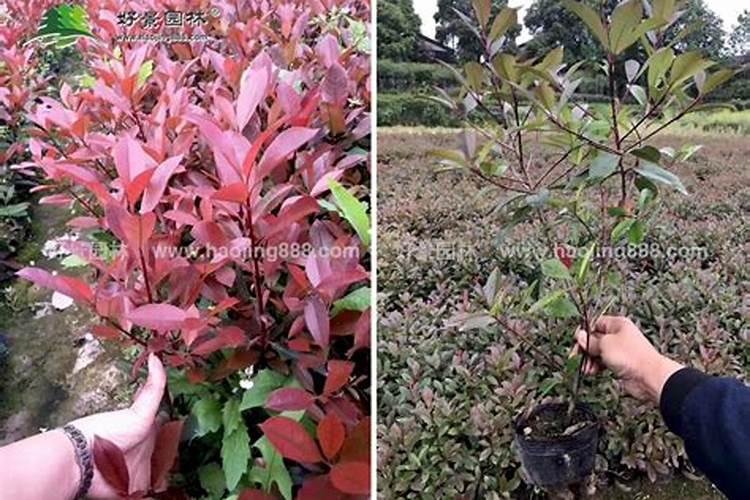 红叶石楠怎么种植？有了解红叶石楠的吗？