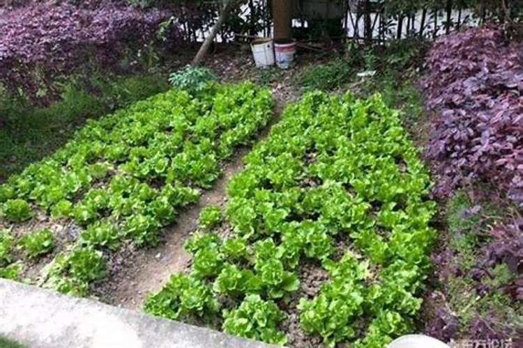 种菜用什么肥料做底肥