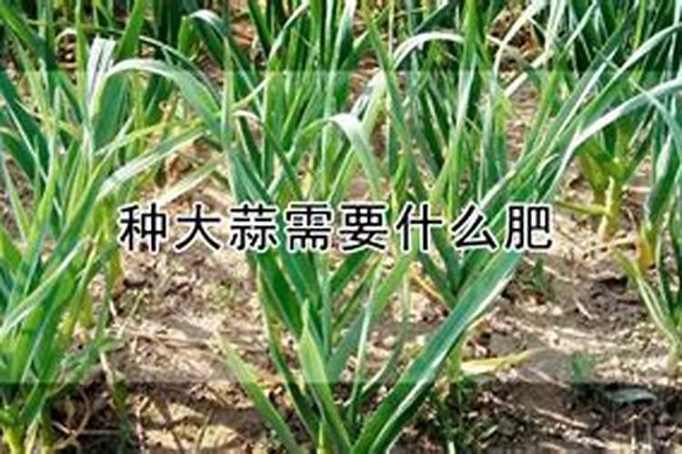 撒过磷肥可以立即种大蒜吗