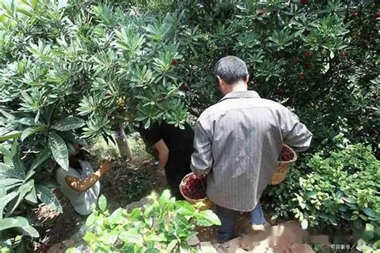 杨梅施什么肥料好