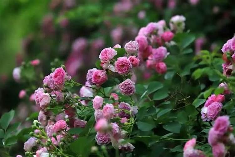 蔷薇花什么时候施肥