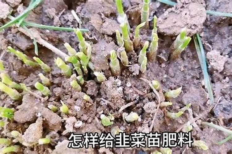 发芽韭菜多久可施肥