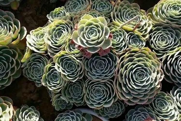 不怎么浇水的植物