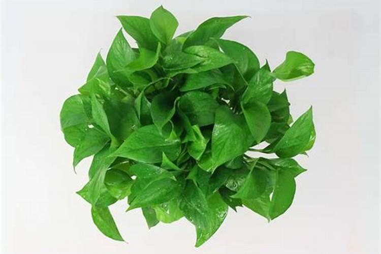 生根水能浇花吗 生根水浇花方法