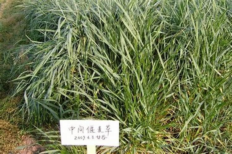 北方开春养奶牛种什么草,饲用燕麦营养好,牛爱吃,种植技术介绍