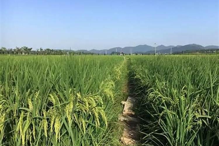 竹笋施什么肥料 竹笋施肥技术要点