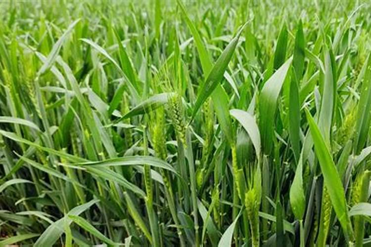 种小麦上肥料只用磷肥和钾肥可以吗？