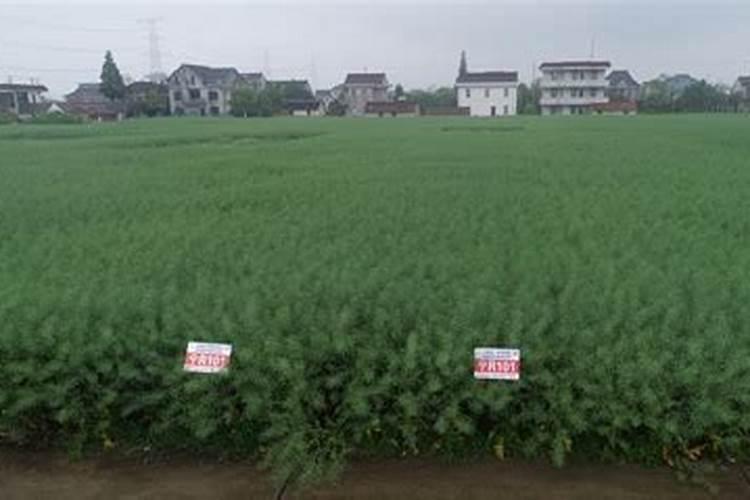 三宁复合肥181012油菜可以用吗