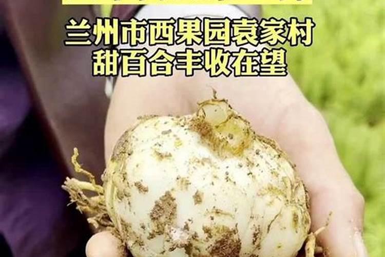百合施什么肥最好